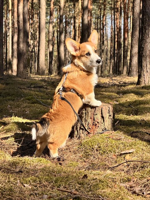 Welsh corgi pembroke FCI szczeniak z metryką