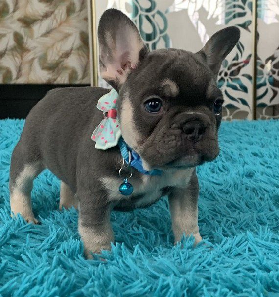 Чудовий хлопець блакитний,