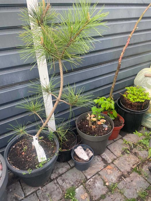 Pinus  nigra goldfingers 115 cm