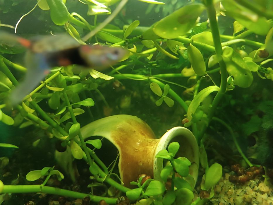 Акваріумні рослини, пересилаю зручною для вас поштою