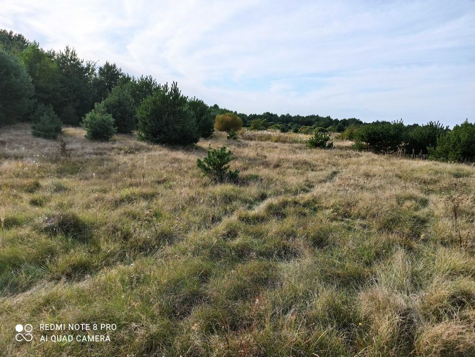 Продаж ділянки під забудову в лісі