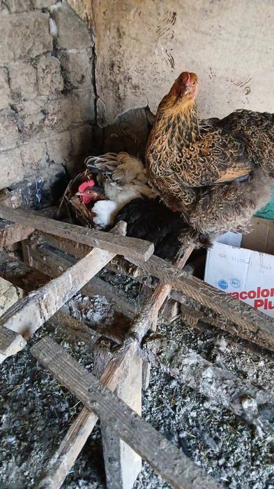 Яйця інкубаційні породи Брама.