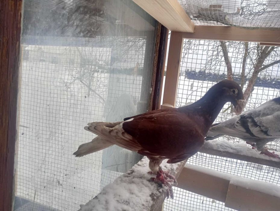 Gołębie rzeszwoskie zamienię