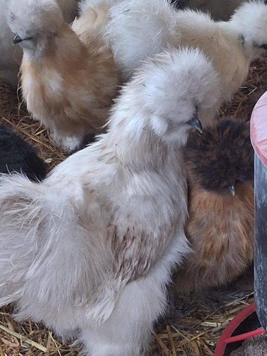 Sprzedam/zamienię Kogut silki jedwabiste