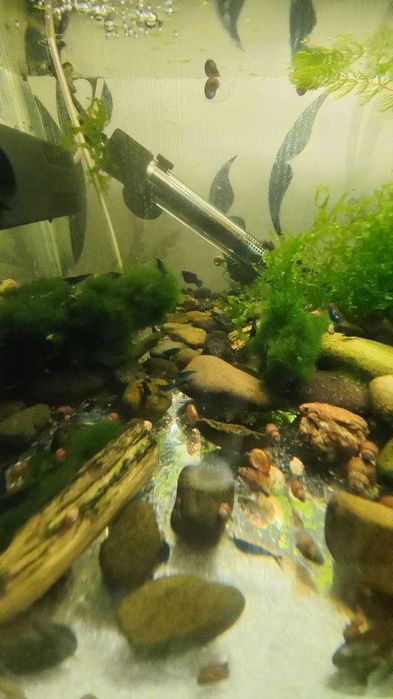 Креветкі для акваріума