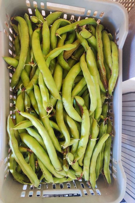 Favas Caseiras Kg