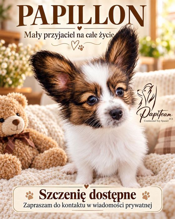 Prześliczny  Piesek Papillon FCI ZkwP  inteligencja i wdzięk w jednym