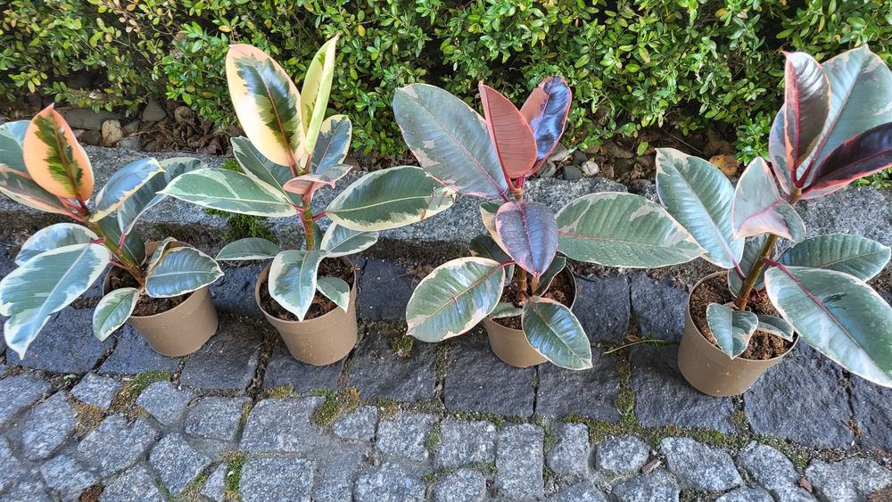 Fikus Sprężysty Tineke / Belize / Ruby – ładne odmiany variegata