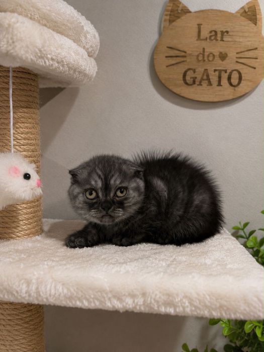 Scottish Fold Fêmea