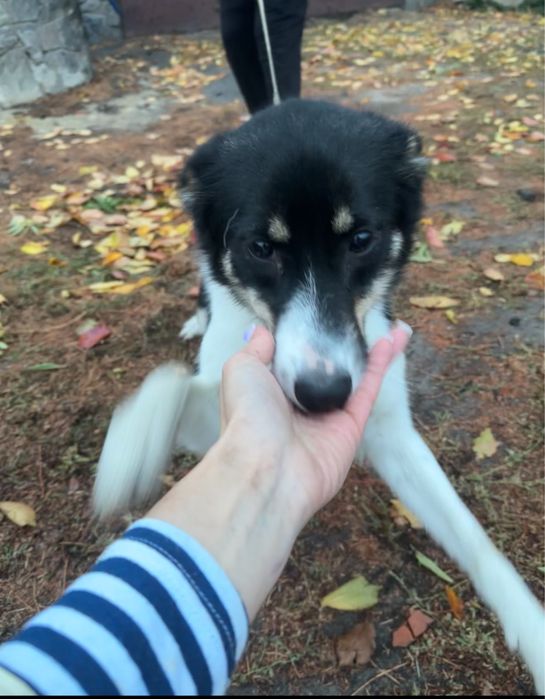 Метис бордер колли девочка Мэй ищет семью