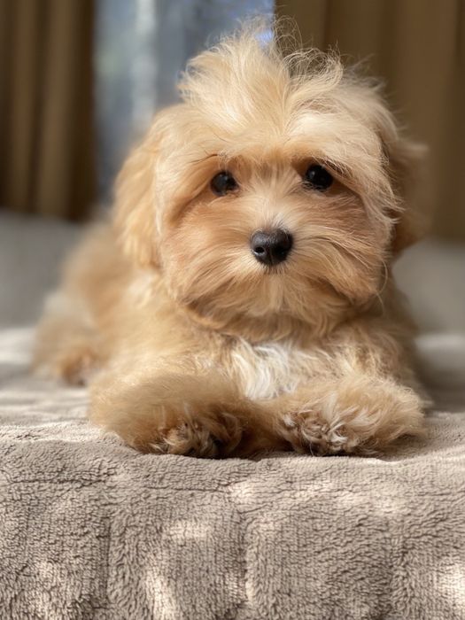 Мальтипу | Maltipoo