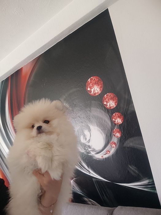 Pomeranian typ misia piesek