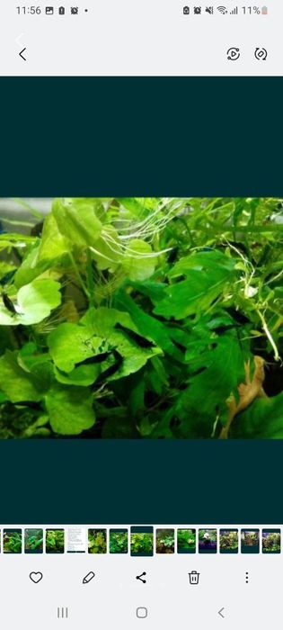 Продам креветочек!))