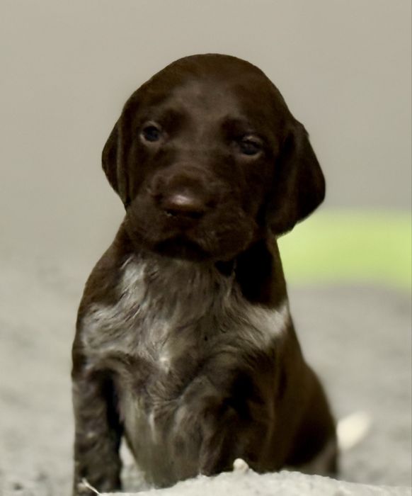 Wyżeł Niemiecki Krótkowłosy