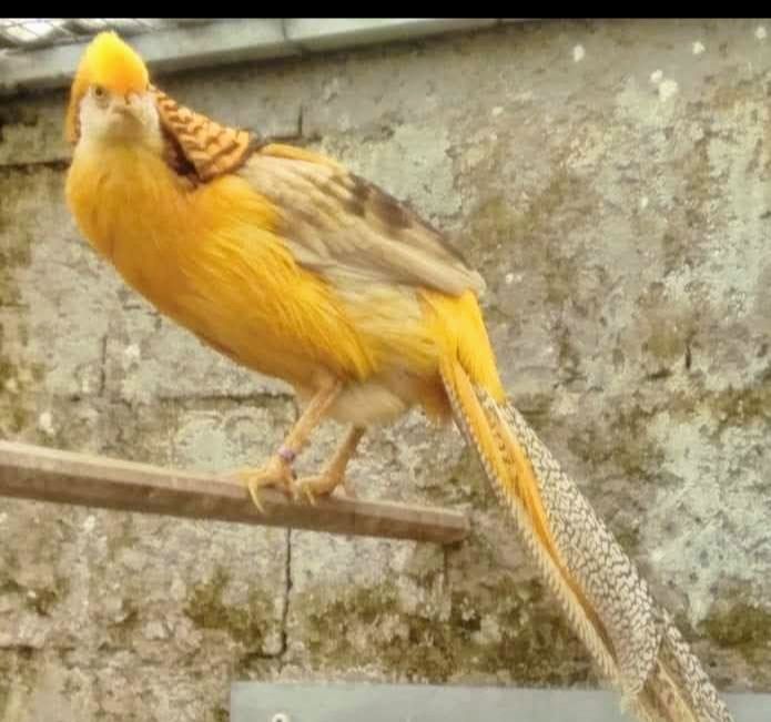 Casais Faisões de 2024 e outras aves