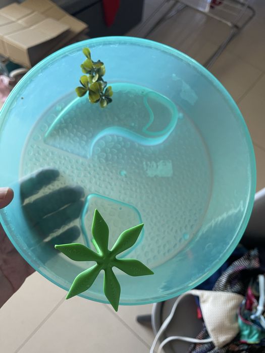 Aquario tartarugas