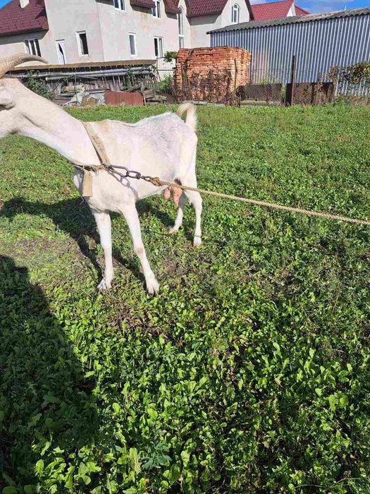 Коза породистная.ціна договірна.