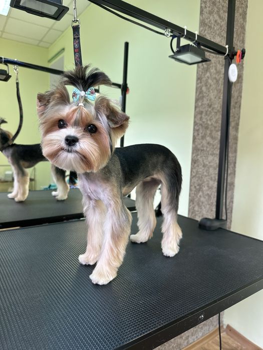 Грумінг собак,Кропивницький