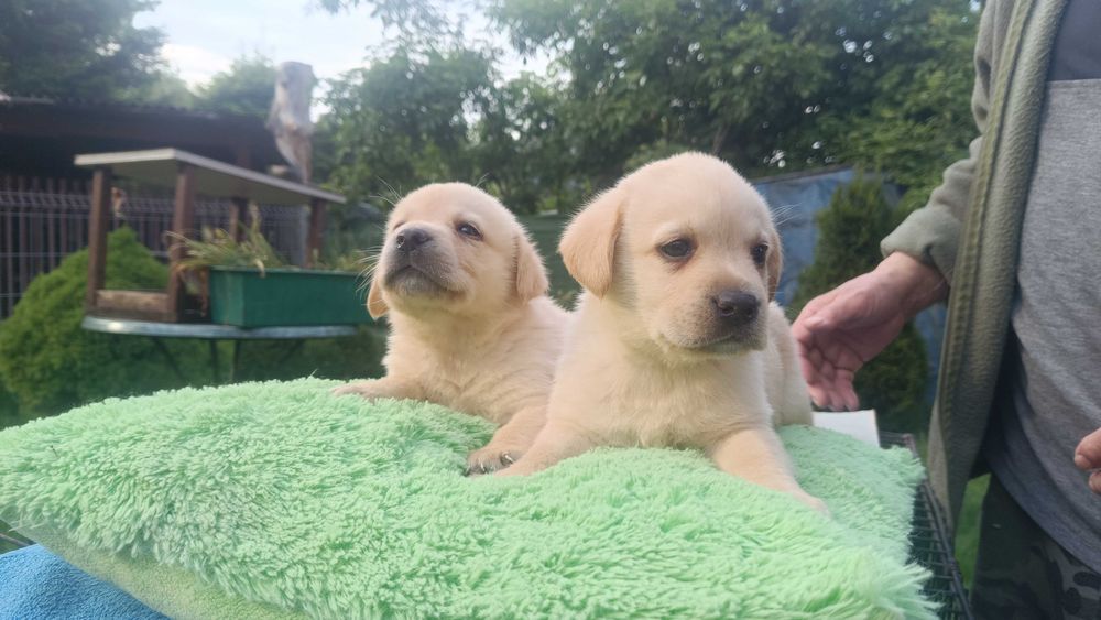 Labrador suczka [ szczeniak ]