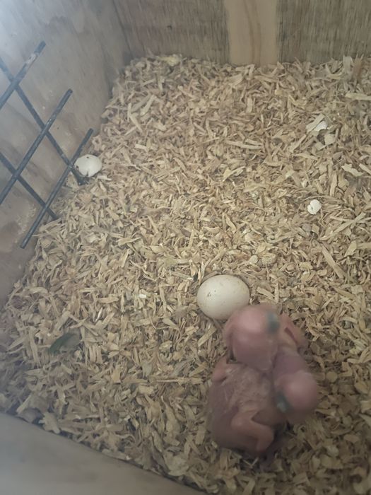 Moustaches para criar à mão