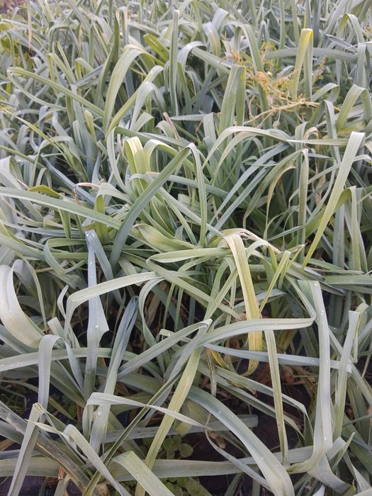 Vendo alho francês biológico