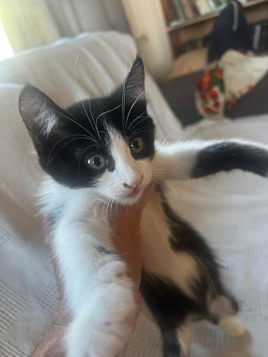 Котики в хорошие руки