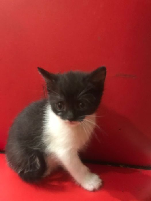 Кошенята ,вік 1,5-2 міс шукають люблячу родину .Приучені до лотка