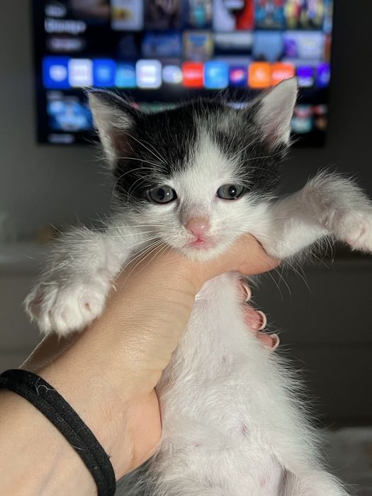 Gatinhos para adoçao