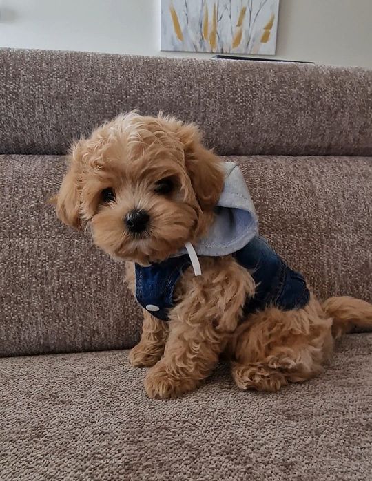 Maltipoo Lala Luna F1