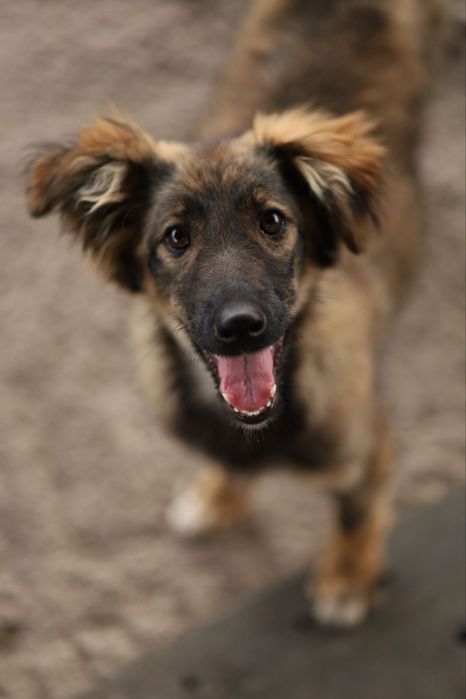 Щенок Куська в хорошие ручки