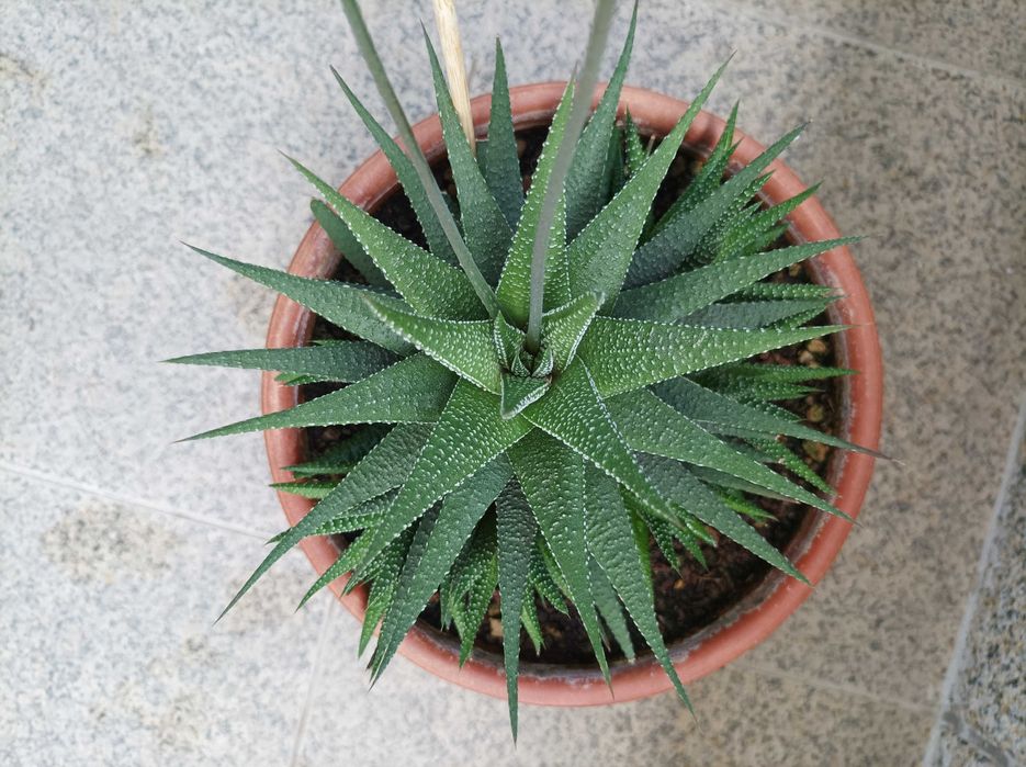 Haworthiopsis attenuata var. radula