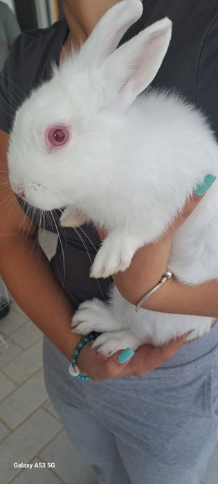 Coelhos    Anões