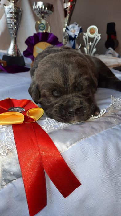 Щенки  Кане корсо