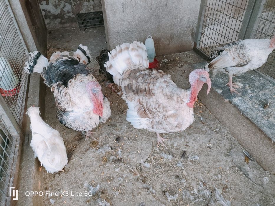 Animais da quinta e ovos biológicos.