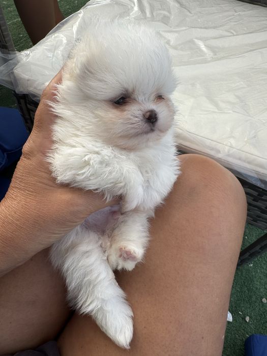 Lulu da Pomerânia Branco MINI com LOP
