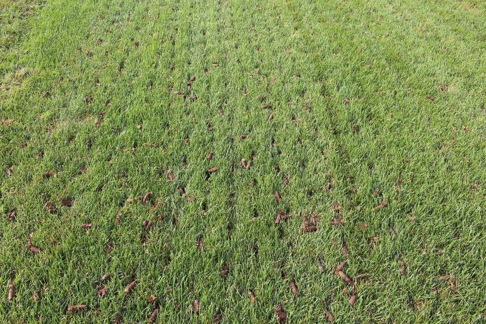 Regeneracja Aeracja trawników piaskowanie wertykulacja dosiew trawy