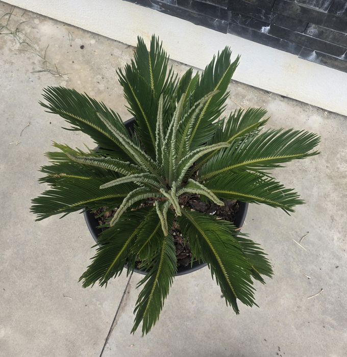 Palmeira Cica (Cycas Revoluta) | Planta Tropical + Vaso Grande Preto