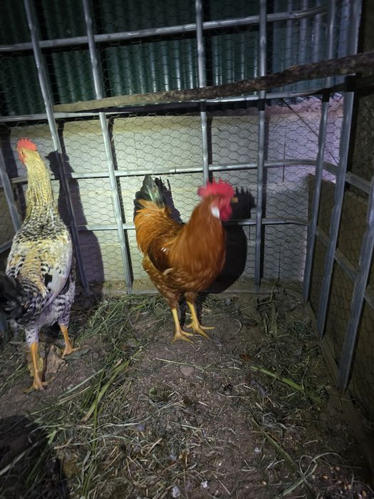Galos jovens bonitos e saudáveis