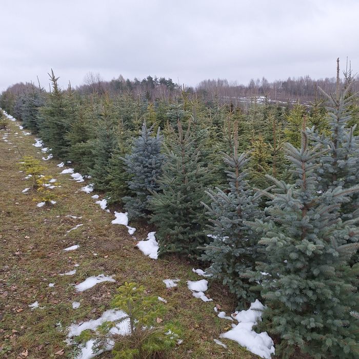 Choinki żywe z własnej plantacji  hurtowo