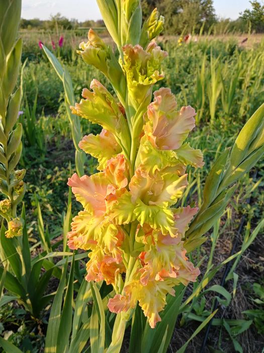 Продам цибулини гладіолусів