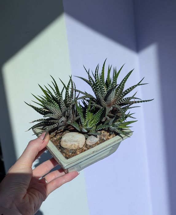 Композиція Хавортія в бонсайниці,  суккулент, декор на робочий стіл