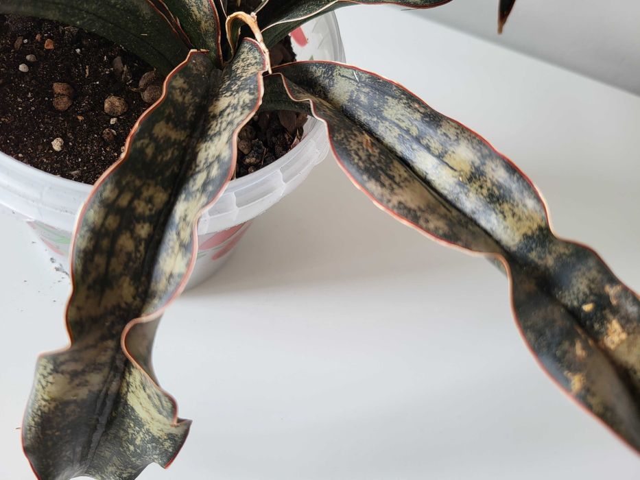 Sansevieria kirkii var. pulchra Coppertone - duża
