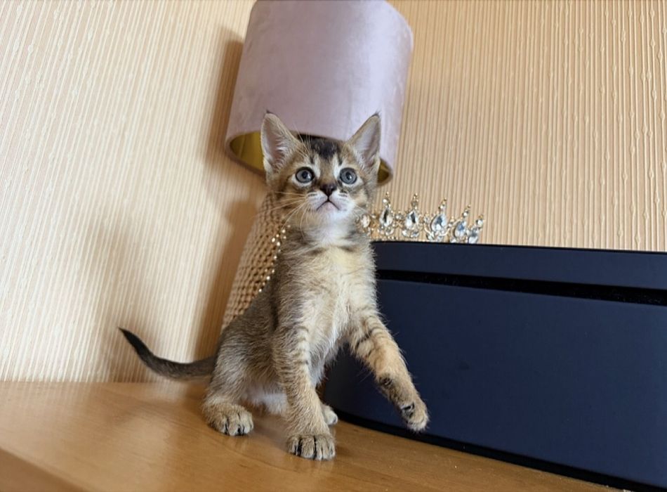 Эксклюзив маленький ,Абиссинка кошечка)