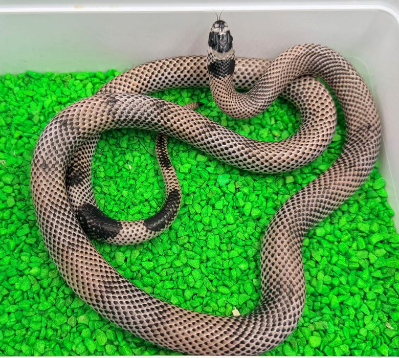 Dorosła Para 1.1 Lampropeltis stuarti Anery Aberrant (V.Chadima) – Rarytas!