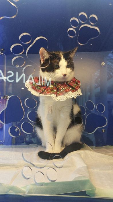 Кошеня, киця, киця підліток, кішечка, добра кішечка молода