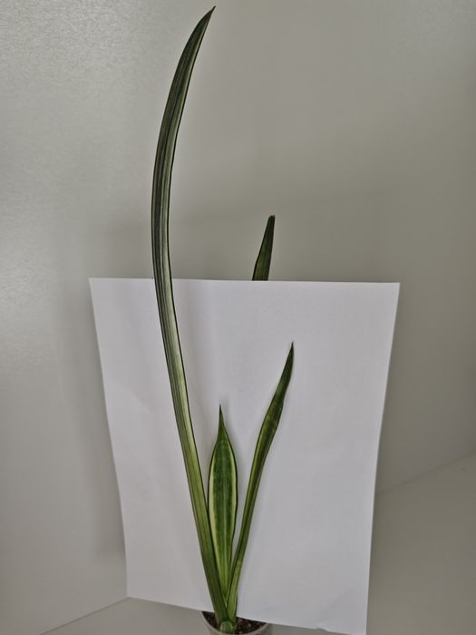 Sansevieria Bogor