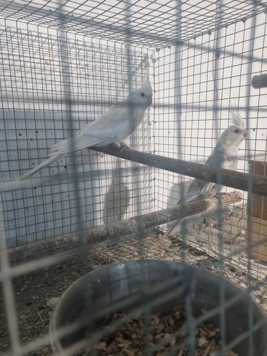 Vendo ou troco por aves do meu interesse