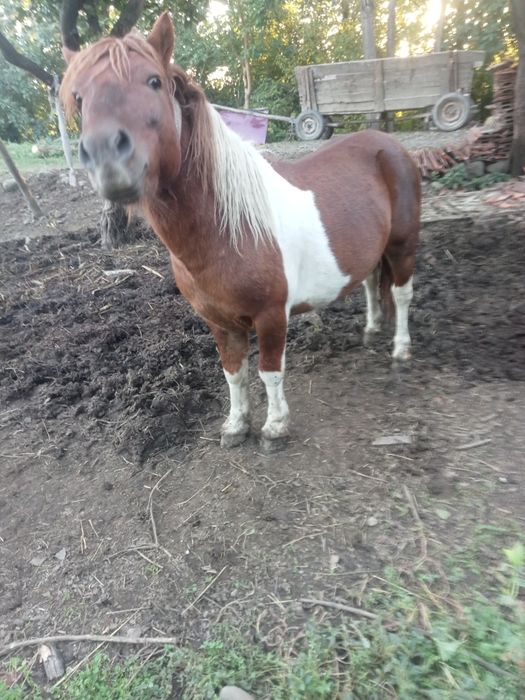 Продається жеребець поні