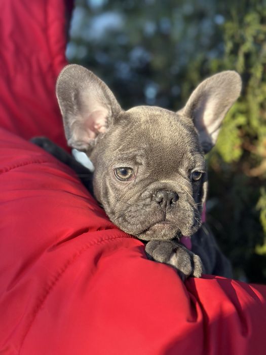 Блакитна якісна міні дівчинка французького бульдога