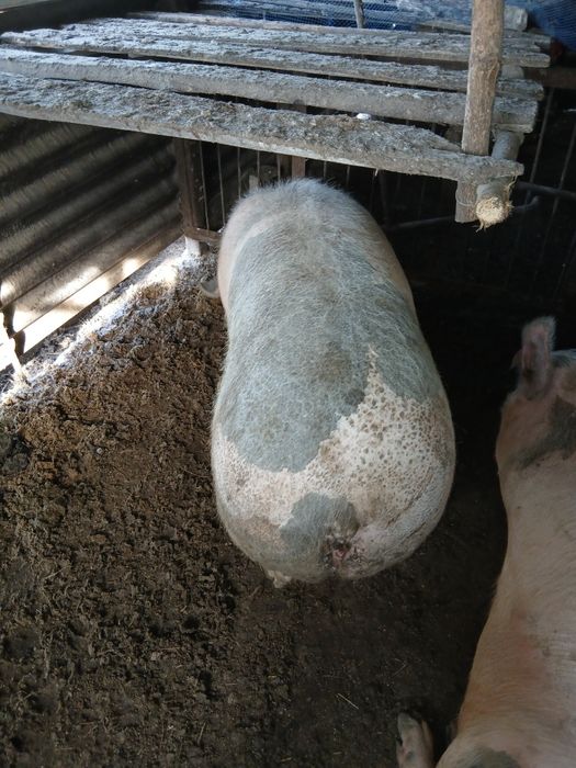 Продажа свиней .